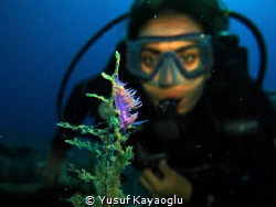 Nudibranch in Bodrum by Yusuf Kayaoğlu 